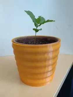 Cache Pot - flower pot cover