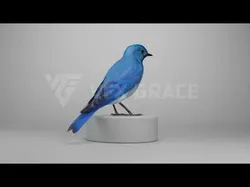 Sialia Currucoides Animation 3D Model Rigged for Blender 3D model
