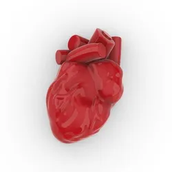 Heart