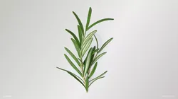 Rosemary Branch Low-poly 3D model