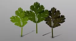 Coriander three leaves in geometric shape Low-poly 3D model