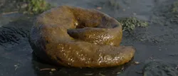 Realistic Wet Shit Low-poly 3D model