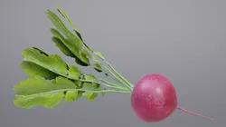 Radish Low-poly 3D model