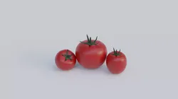 Tomatoes 3D model