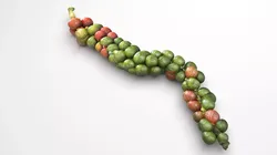 Fresh Peppercorn 3D model