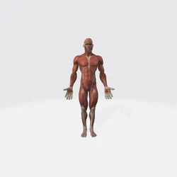 Human Anatomy 3D Model - Muscular System Medical Educational