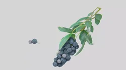 lohina blackberries on branch 3D model