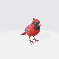 Realistic Cardinal Bird 3D Model - Wildlife Animal