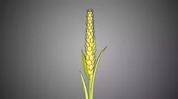 wheat rice paddy plant cereal crop farm  paddy grain cropper 3D model