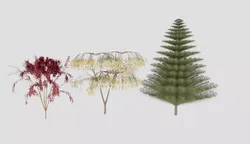 Professional Ornamental Tree Collection 3D model