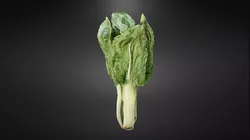 Chard bok choy Low-poly 3D model
