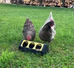 Mangeoire à poule - Chicken feeder