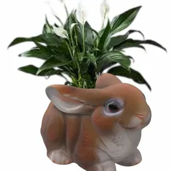 rabbit