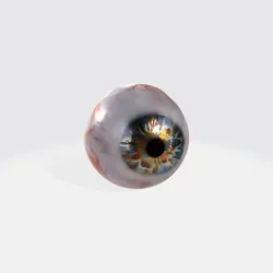 Realistic Human Eye 3D Model - Anatomy Asset