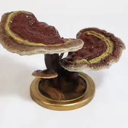 Ganoderma lucidum – MacroFungi Colletion (3 of 10)