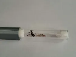 test tube stand - Free 3D Print Model