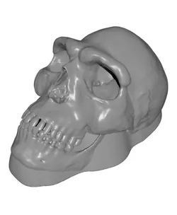 Wall Decor Skull