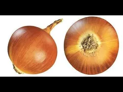 4k onion 2 3D model