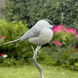 chickadee bird