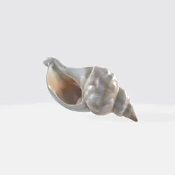 Realistic Seashell 3D Model - Conch Shell Asset