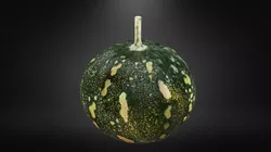 Squash Low-poly 3D model