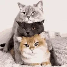 Suporte Alexa Echo Dot 4a e 5a Geração 3 Little Cats