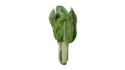 Chard bok choy Low-poly 3D model