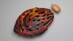 Peach Seed And Kernel 3D model