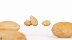 Almond 3D model