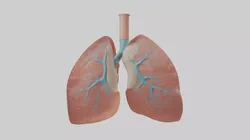 Lungs Model 1 Low-poly 3D model
