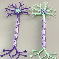 Multipolar Neuron with myelin model