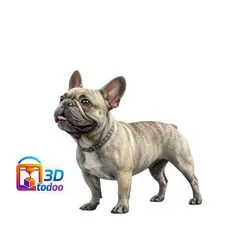 French bulldog french bulldog