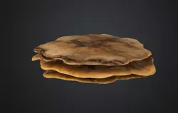 Shelf fungus 3D model