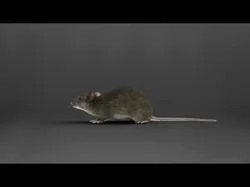Rat Mouse Rigged  VFX Grace 3D model