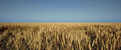 Realistic Optimized Wheat Pack Low-poly 3D model
