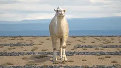 Bactrian Camel Light Colored Rigged 3D model