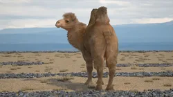 Bactrian Camel Standing Pose Fur 3D model