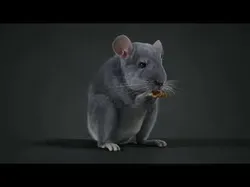 Chinchilla Animated VFX Grace 3D model