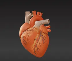 Corazon Humano - Human Heart