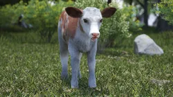 Cow Calf Fur 3D model