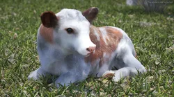 Cow Calf in Lying Pose Fur 3D model