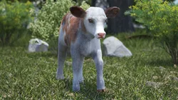 Cow Calf in Walking Pose Fur 3D model