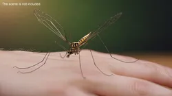 Crane Fly Gallinipper Mosquito Rigged for Cinema 4D 3D model
