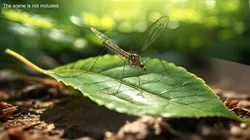 Crane Fly Gallinipper Mosquito Rigged for Maya 3D model