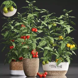 Decorative plants for the kitchen 385 tomato 3D model