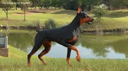 Doberman Pinscher Dog Rigged 3D model