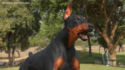Doberman Pinscher Dog Rigged for Cinema 4D 3D model