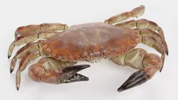Edible Crab - Realistic Crustacean Rigged 3D model