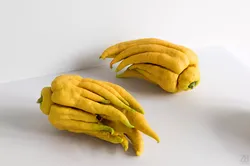 Fingered Citron 3D model