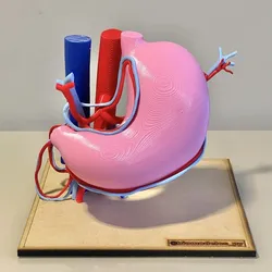 Gastric anatomy and vascularization
